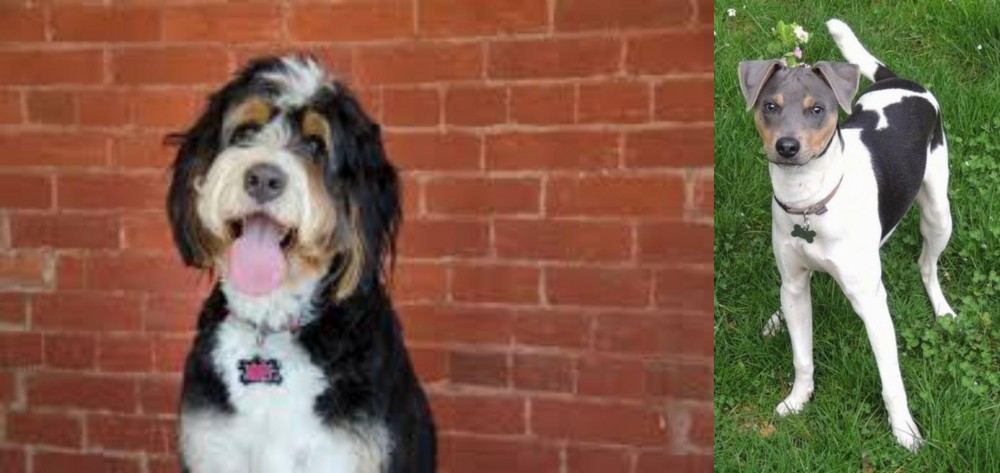 Brazilian Terrier vs Bernedoodle - Breed Comparison