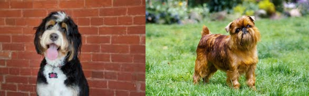 Brussels Griffon vs Bernedoodle - Breed Comparison
