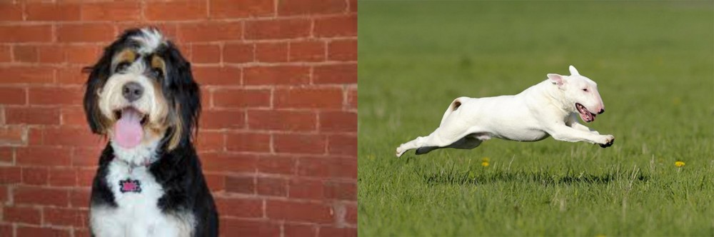 Bull Terrier vs Bernedoodle - Breed Comparison