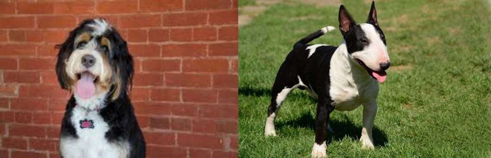 Bull Terrier Miniature vs Bernedoodle - Breed Comparison