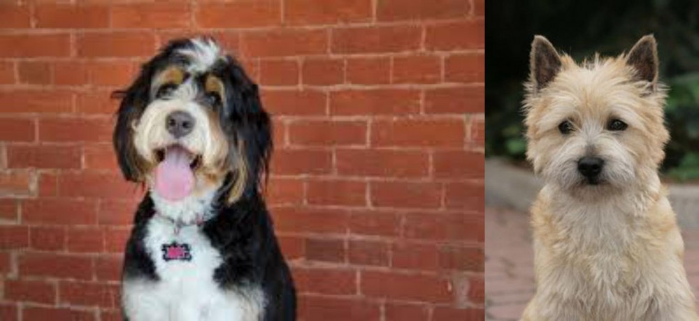 Cairn Terrier vs Bernedoodle - Breed Comparison
