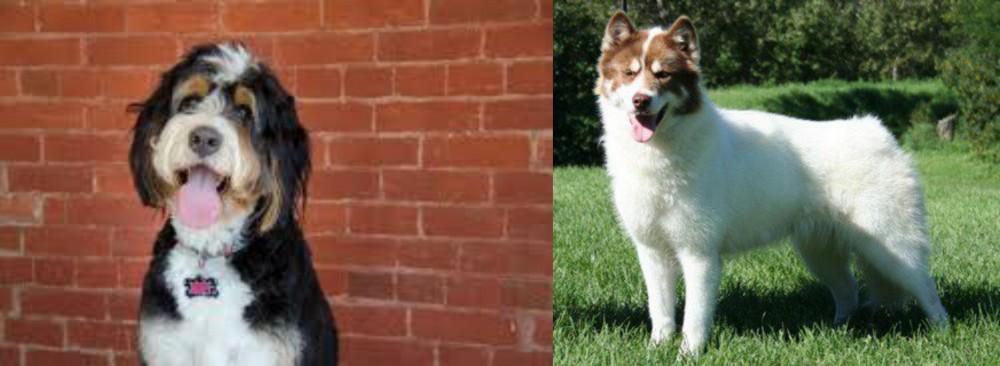 Canadian Eskimo Dog vs Bernedoodle - Breed Comparison
