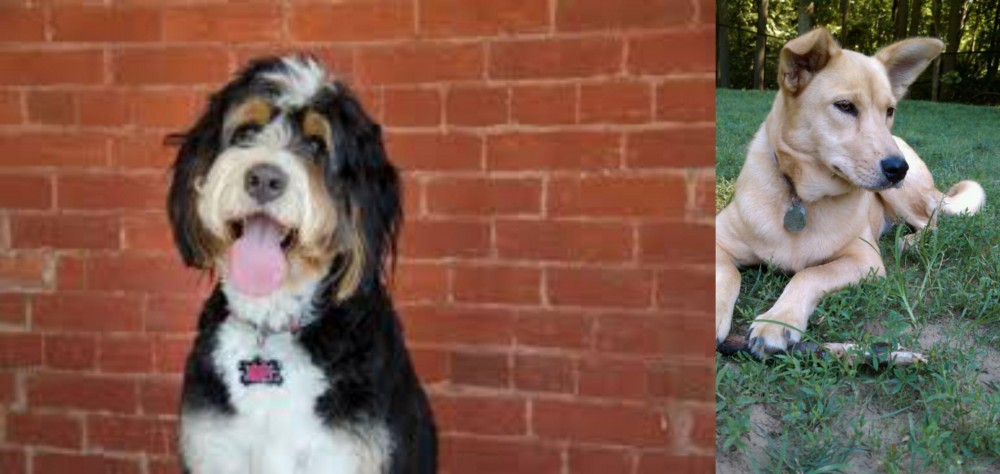 Carolina Dog vs Bernedoodle - Breed Comparison