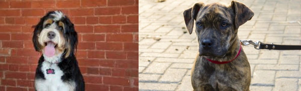 Catahoula Bulldog vs Bernedoodle - Breed Comparison