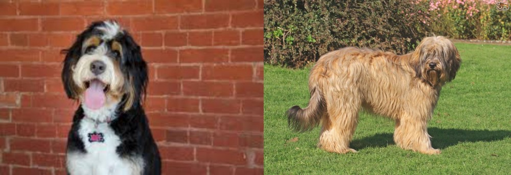 Catalan Sheepdog vs Bernedoodle - Breed Comparison