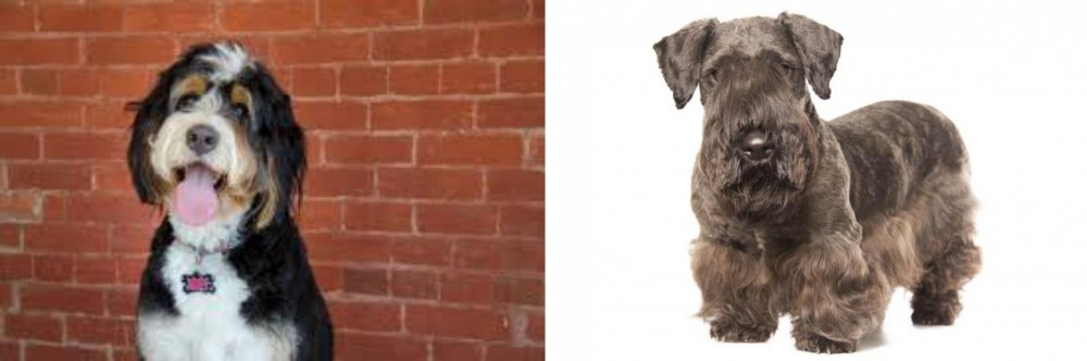 Cesky Terrier vs Bernedoodle - Breed Comparison