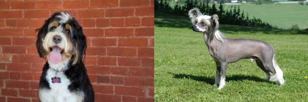 Chinese Crested Dog vs Bernedoodle - Breed Comparison