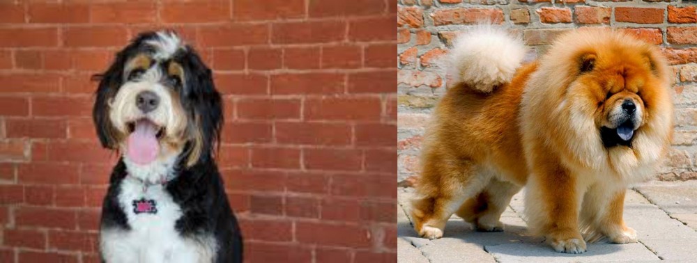 Chow Chow vs Bernedoodle - Breed Comparison