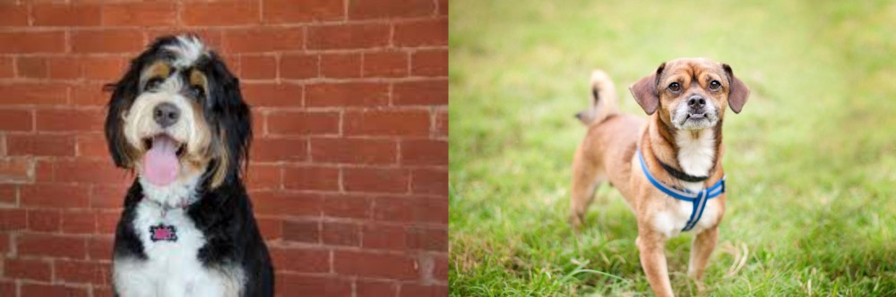 Chug vs Bernedoodle - Breed Comparison