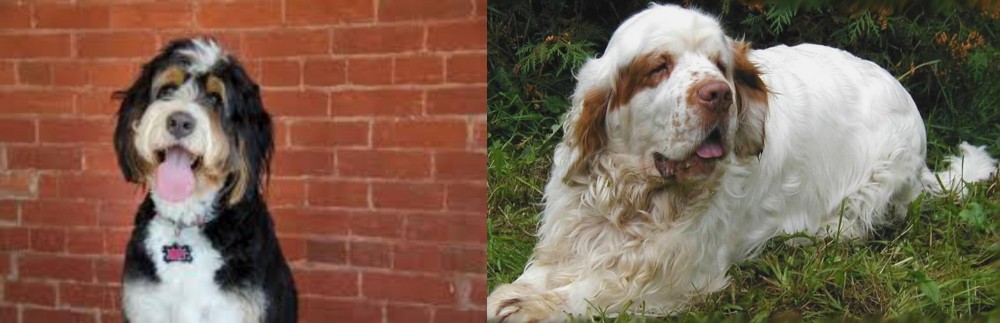 Clumber Spaniel vs Bernedoodle - Breed Comparison