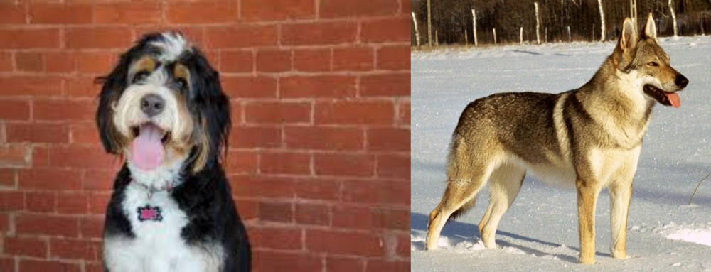Czechoslovakian Wolfdog vs Bernedoodle - Breed Comparison