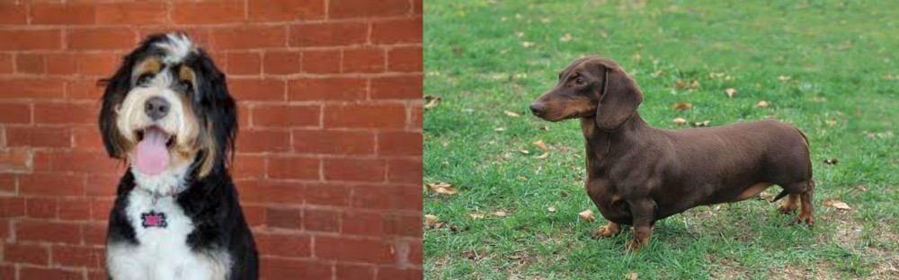 Dachshund vs Bernedoodle - Breed Comparison