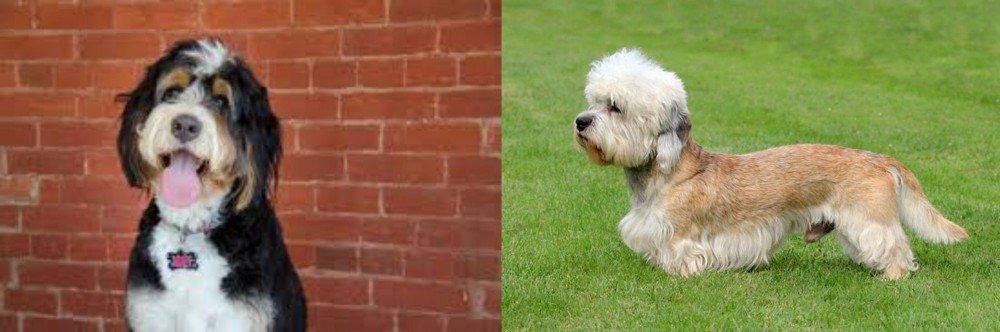 Dandie Dinmont Terrier vs Bernedoodle - Breed Comparison