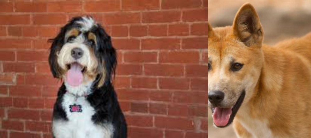 Dingo vs Bernedoodle - Breed Comparison