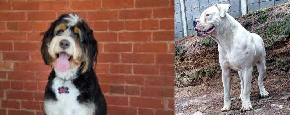 Dogo Guatemalteco vs Bernedoodle - Breed Comparison