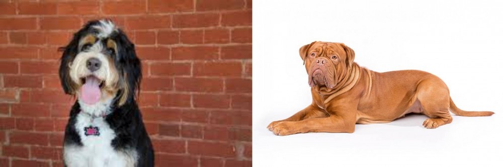 Dogue De Bordeaux vs Bernedoodle - Breed Comparison