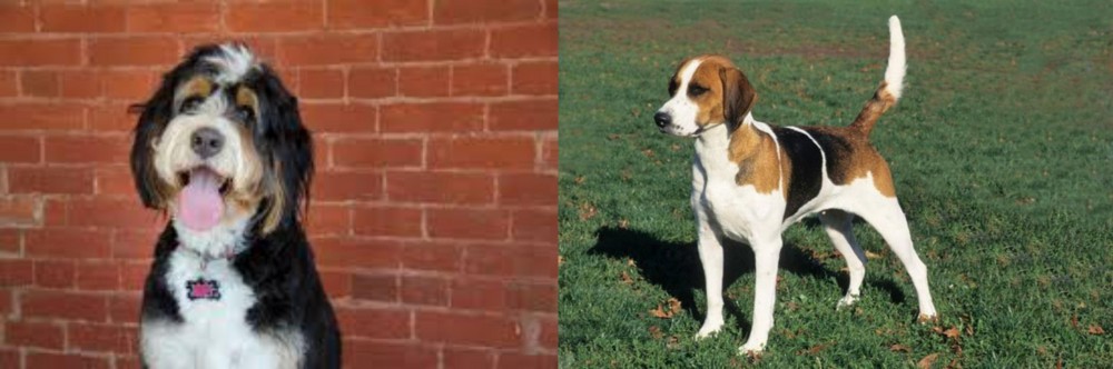 English Foxhound vs Bernedoodle - Breed Comparison