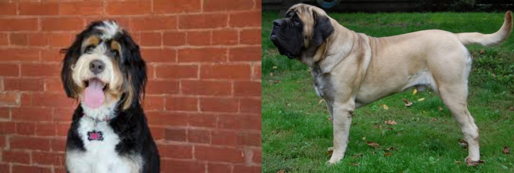 English Mastiff vs Bernedoodle - Breed Comparison