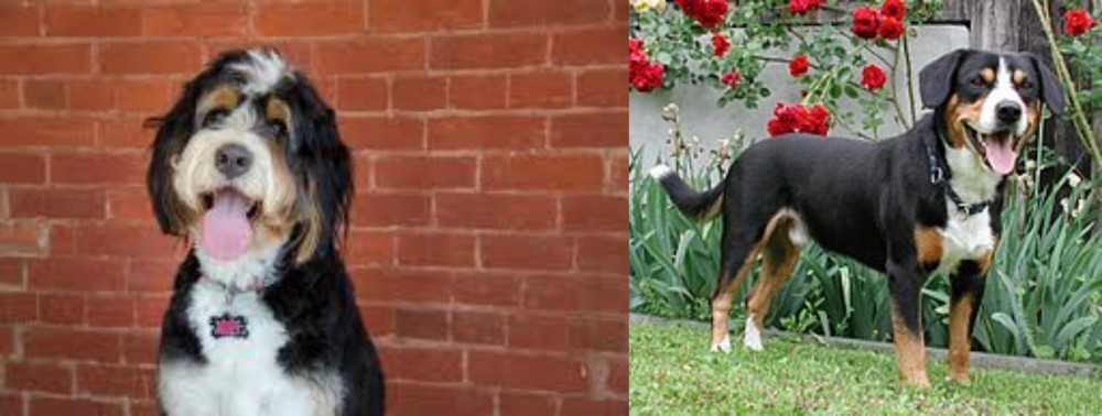 Entlebucher Mountain Dog vs Bernedoodle - Breed Comparison