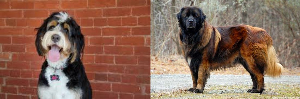 Estrela Mountain Dog vs Bernedoodle - Breed Comparison