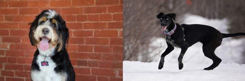 Eurohound vs Bernedoodle - Breed Comparison