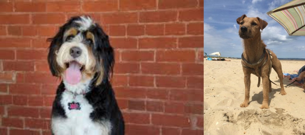 Fell Terrier vs Bernedoodle - Breed Comparison