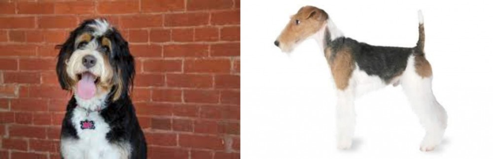 Fox Terrier vs Bernedoodle - Breed Comparison