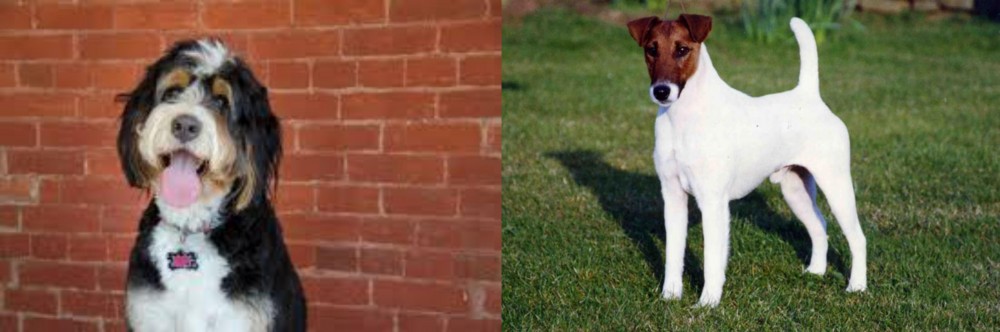 Fox Terrier (Smooth) vs Bernedoodle - Breed Comparison