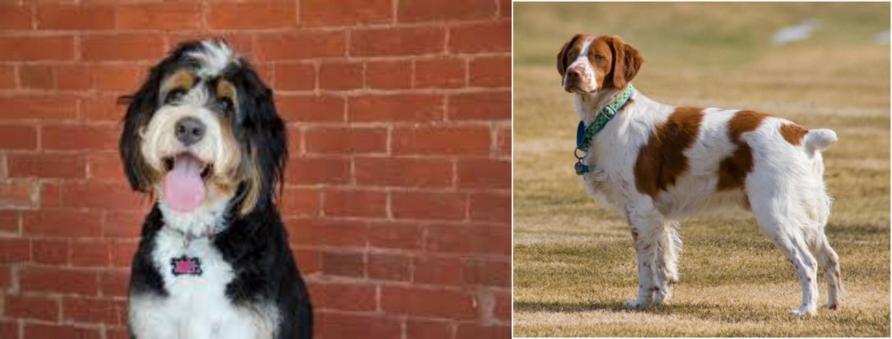 French Brittany vs Bernedoodle - Breed Comparison