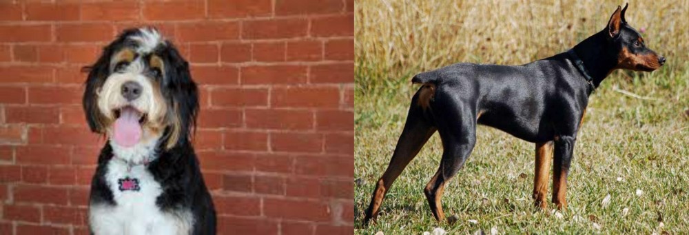 German Pinscher vs Bernedoodle - Breed Comparison