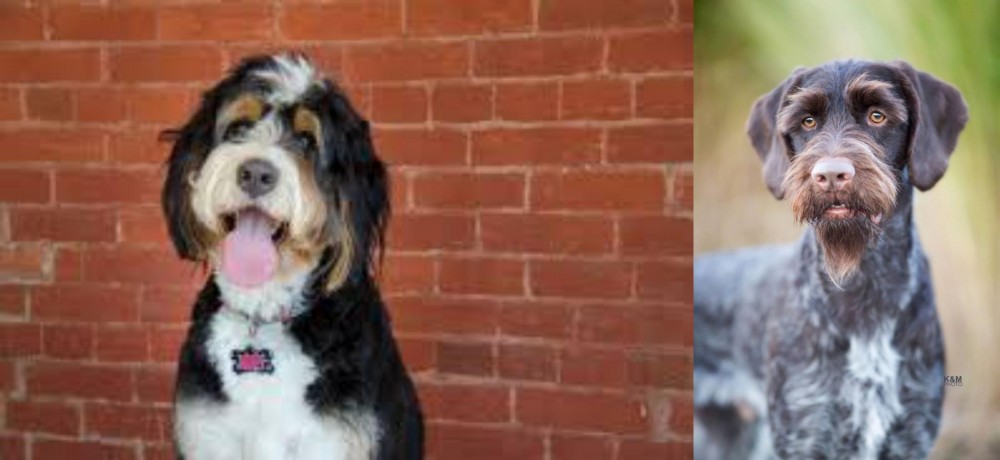 German Wirehaired Pointer vs Bernedoodle - Breed Comparison
