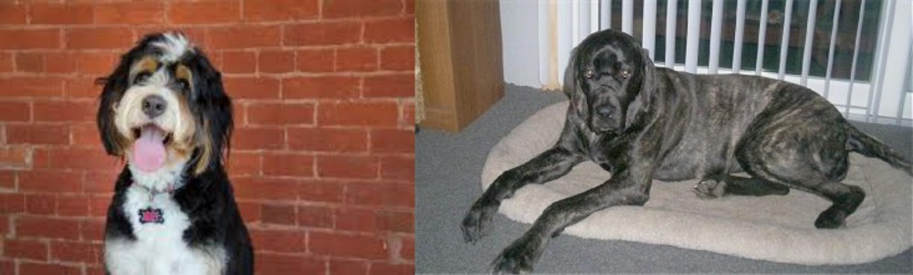 Giant Maso Mastiff vs Bernedoodle - Breed Comparison