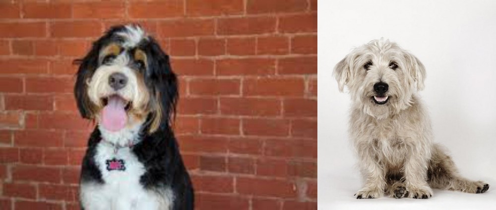 Glen of Imaal Terrier vs Bernedoodle - Breed Comparison