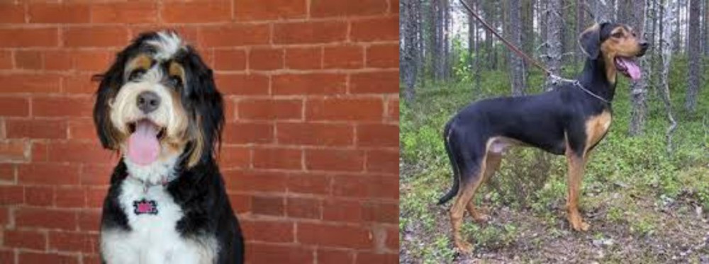 Greek Harehound vs Bernedoodle - Breed Comparison