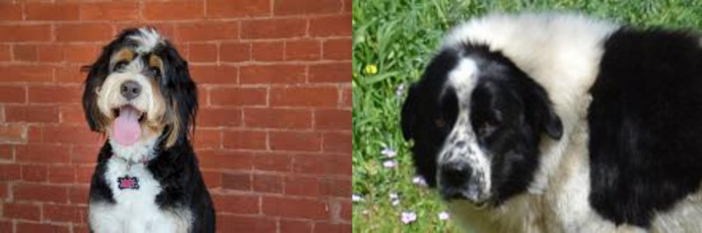 Greek Sheepdog vs Bernedoodle - Breed Comparison