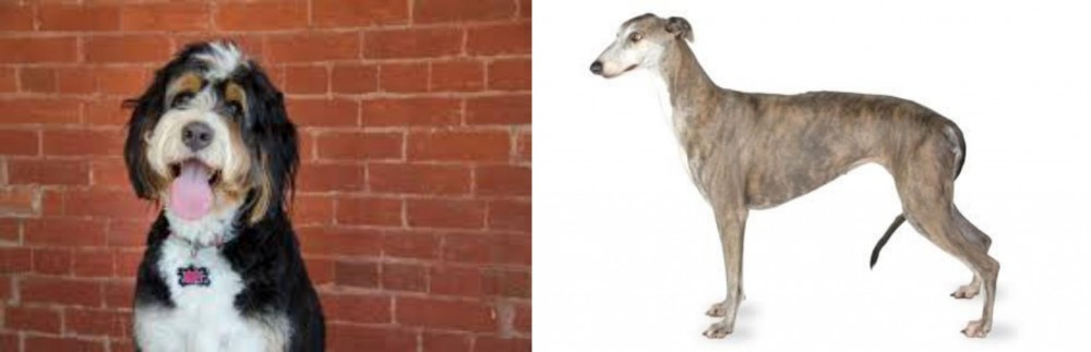 Greyhound vs Bernedoodle - Breed Comparison