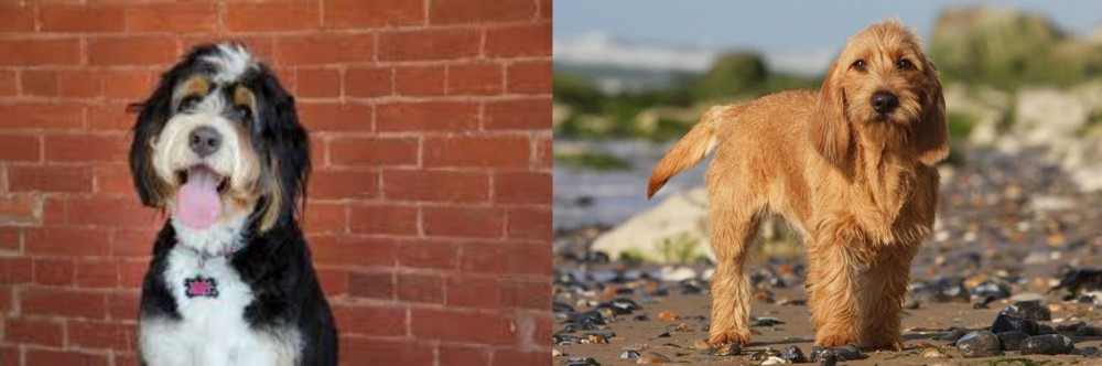 Griffon Fauve de Bretagne vs Bernedoodle - Breed Comparison