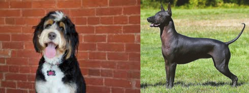 Hairless Khala vs Bernedoodle - Breed Comparison