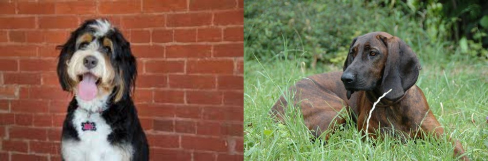Hanover Hound vs Bernedoodle - Breed Comparison