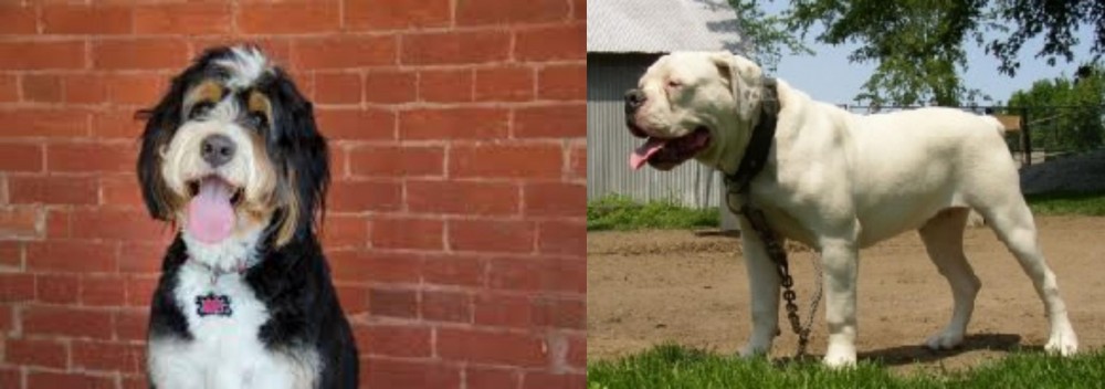 Hermes Bulldogge vs Bernedoodle - Breed Comparison