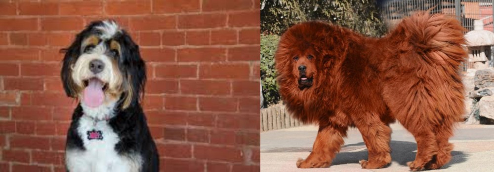 Himalayan Mastiff vs Bernedoodle - Breed Comparison