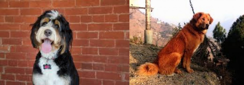 Himalayan Sheepdog vs Bernedoodle - Breed Comparison