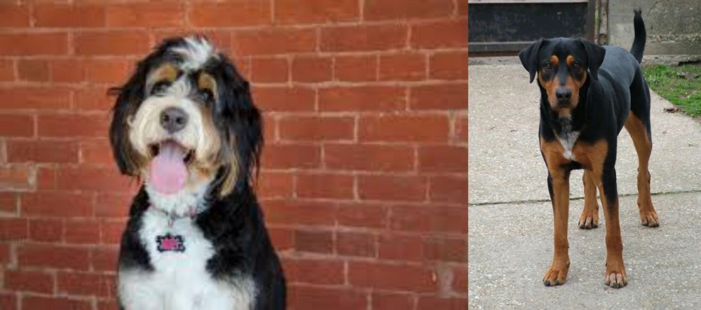 Hungarian Hound vs Bernedoodle - Breed Comparison