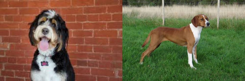 Hygenhund vs Bernedoodle - Breed Comparison