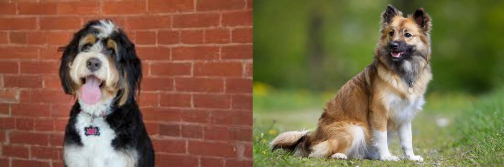 Icelandic Sheepdog vs Bernedoodle - Breed Comparison