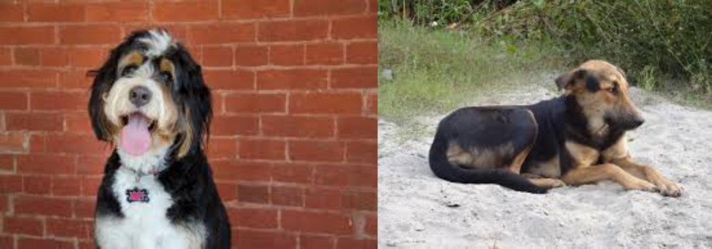 Indian Pariah Dog vs Bernedoodle - Breed Comparison