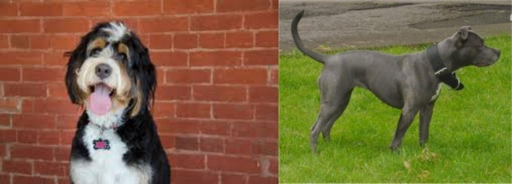 Irish Bull Terrier vs Bernedoodle - Breed Comparison