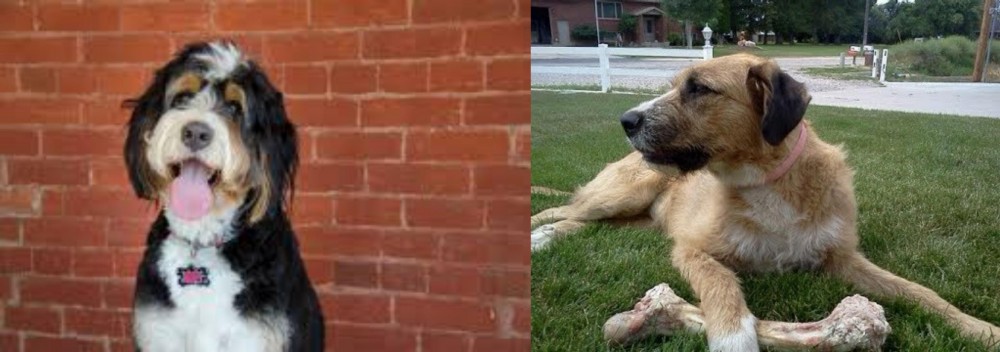 Irish Mastiff Hound vs Bernedoodle - Breed Comparison