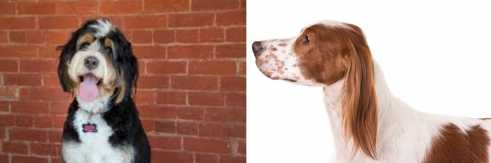Irish Red and White Setter vs Bernedoodle - Breed Comparison