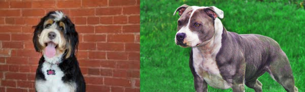Irish Staffordshire Bull Terrier vs Bernedoodle - Breed Comparison